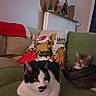 Eya a rejoint le concours — aidez-le/la à gagner de superbes lots ! cat, cats, couch, pillow, holiday, christmas, santa_hat, black_and_white_cat, tabby_cat, indoor, furniture, relaxing, pet, animal, cozy, radiator, decor, home, green_couch, cute