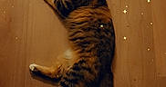 Nala a rejoint le concours — aidez-le/la à gagner de superbes lots ! abyssinian, advertisement, animal, architecture, building, cat, computer, electronics, furniture, hardwood, indoors, interiordesign, kitten, livingroom, manx, pc, pet, plywood, poster, wood