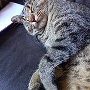 Stone participe au concours pour gagner de l'argent avec cette photo : cat, tabby, sleeping, paws, fur, whiskers, couch, indoor, relaxation, closeup, pet, animal, cozy, resting, cute, feline, domestic, soft, nap, peaceful