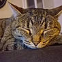 Stone participe au concours pour gagner de l'argent avec cette photo : cat, tabby_cat, sleeping, close_up, whiskers, indoor, feline, pet, relaxed, cozy, fur, animal, mammal, domestic_animal, cute, resting, soft_surface, peaceful, face, portrait