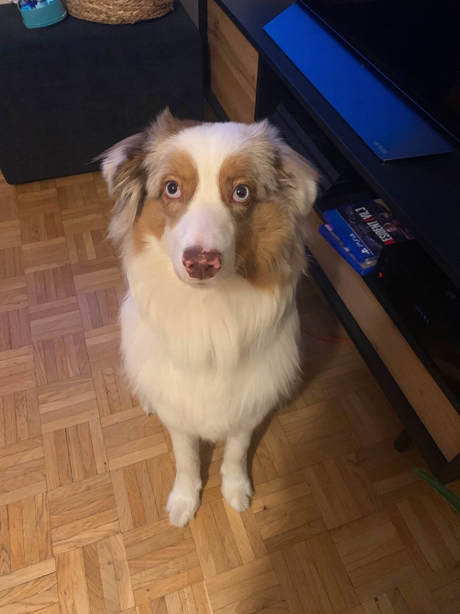 Pump participe au concours pour gagner de l'argent avec cette photo : australian_collie, australian_shepherd, basque_shepherd_dog, border_collie, canidae, carnivore, collie, companion_dog, dog, dog_breed, fawn, mammal, miniature_australian_shepherd, rare_breed_dog, scotch_collie, sporting_group, vertebrate, welsh_sheepdog, working_dog