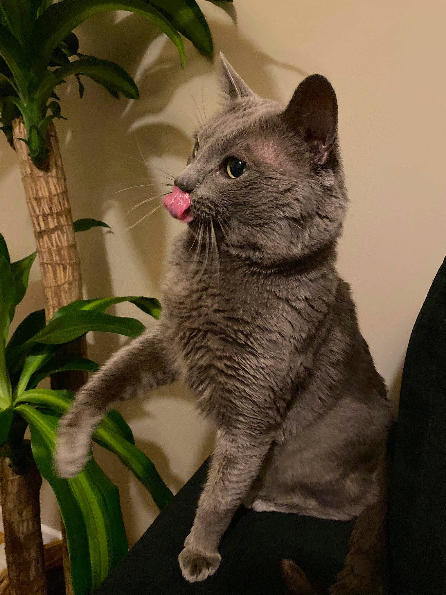 Stitch participe au concours pour gagner de l'argent avec cette photo : asian, british_shorthair, carnivore, cat, chartreux, domestic_short_haired_cat, european_shorthair, felidae, flower, fur, kitten, korat, mammal, nebelung, plant, russian_blue, small_to_medium_sized_cats, tabby_cat, vertebrate, whiskers