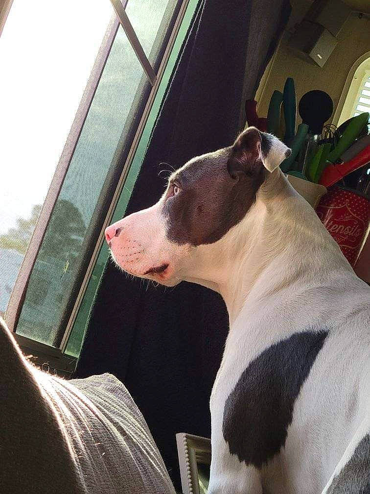 Ceasar joined the competition — help win amazing prizes! canidae, carnivore, collar, companion_dog, dog, dog_breed, fawn, livestock, metal, non_sporting_group, pet_supply, sighthound, snout, sporting_group, tail, terrestrial_animal, tints_and_shades, whiskers, windshield, working_animal