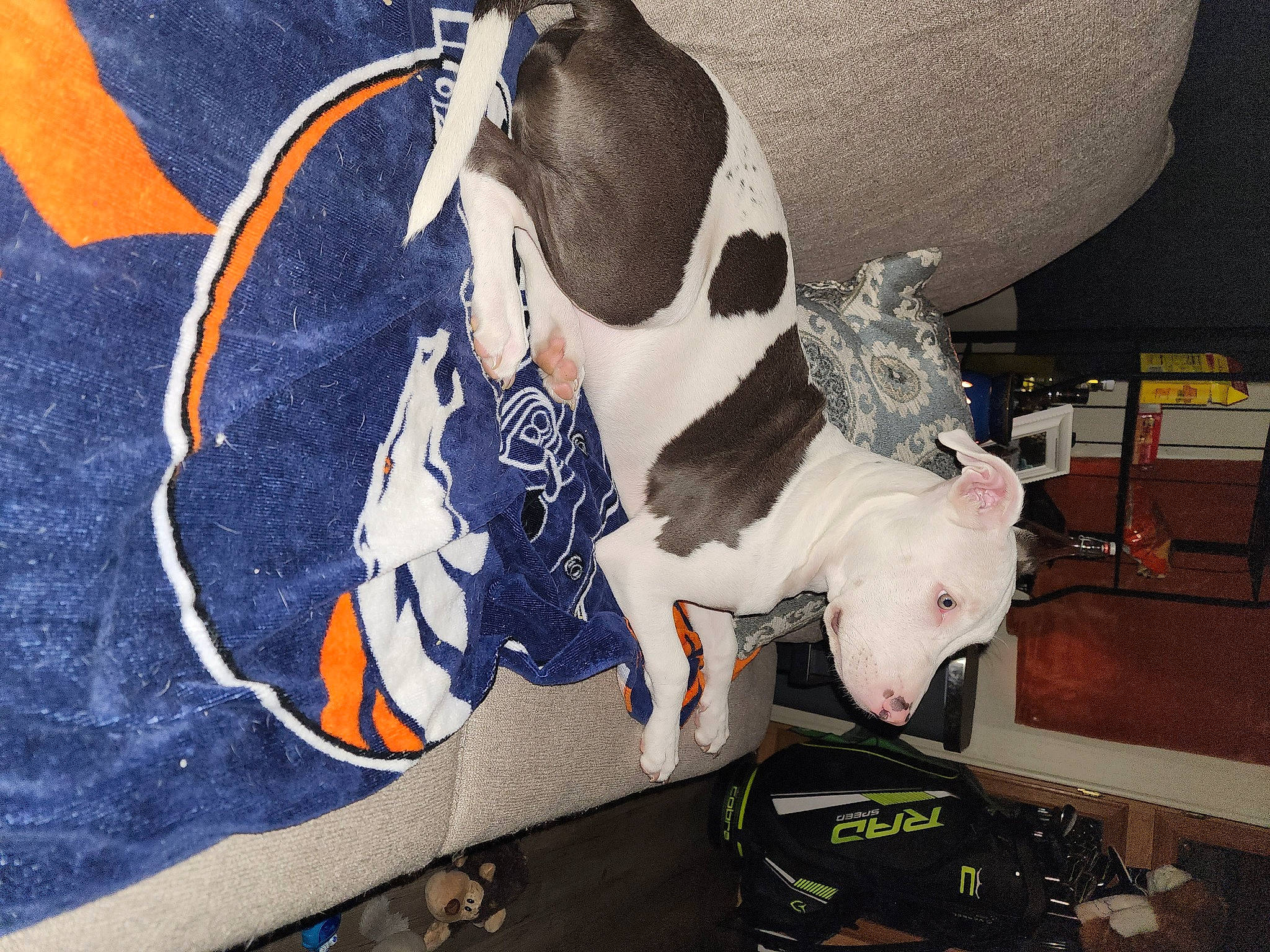 Ceasar is registered to the contest to win money with this photo: art, bag, canidae, carmine, carnivore, collar, comfort, companion_dog, couch, dog, dog_breed, dog_supply, electric_blue, fawn, pet_supply, sporting_group, tail, walking_shoe, whiskers, working_animal