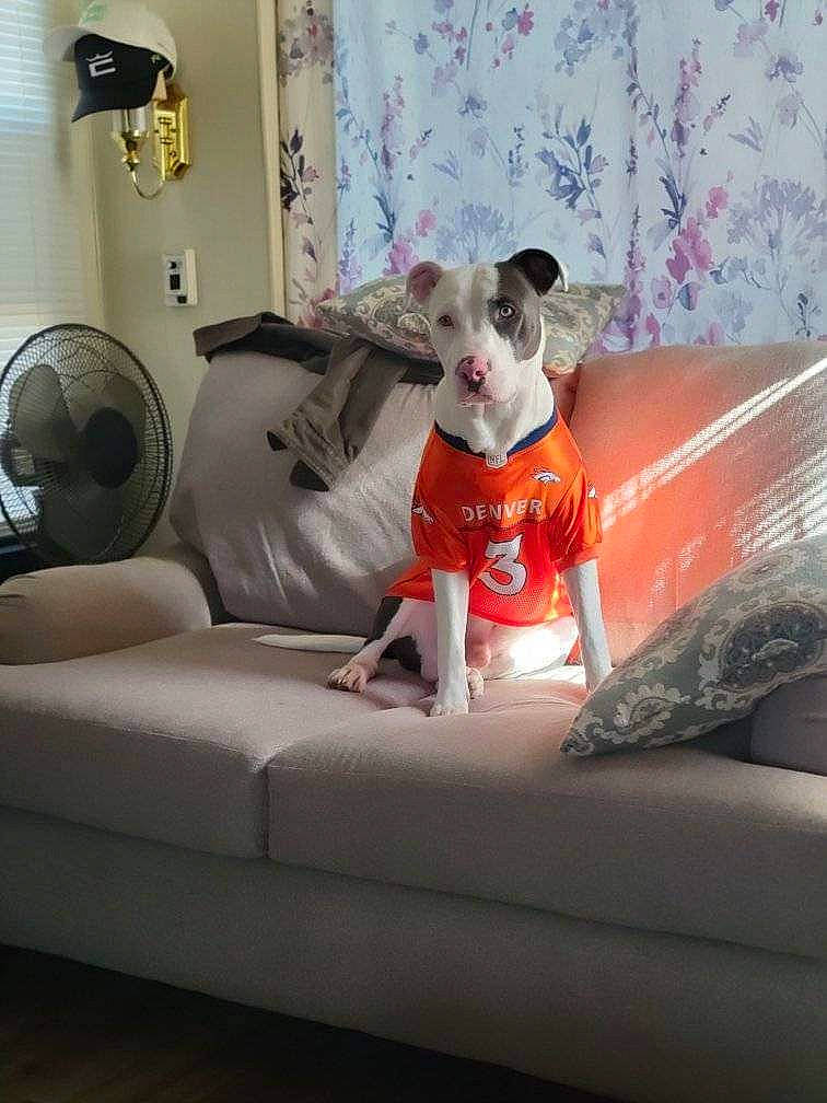 Ceasar is registered to the contest to win money with this photo: carmine, carnivore, comfort, companion_dog, couch, fawn, flooring, grey, lamp, linens, living_room, mechanical_fan, picture_frame, pillow, pink, sofa_bed, studio_couch, stuffed_toy, teddy_bear, toy