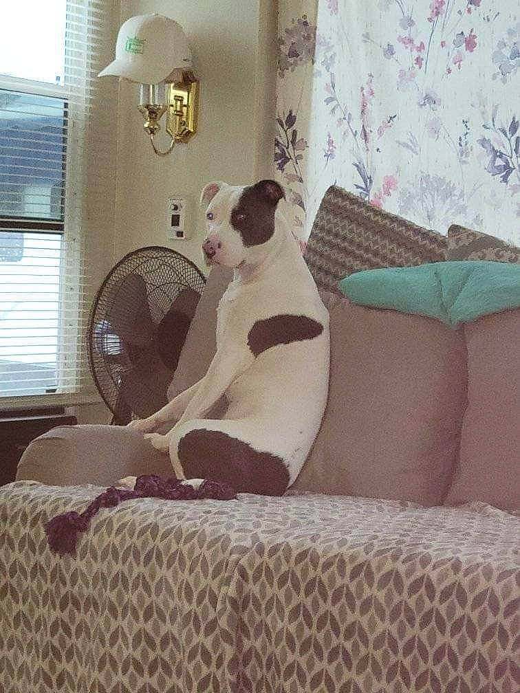 Ceasar joined the competition — help win amazing prizes! art, carnivore, comfort, companion_dog, couch, dog, dog_breed, fawn, felidae, flooring, furniture, interior_design, linens, living_room, small_to_medium_sized_cats, studio_couch, wall, window, window_blind, window_treatment