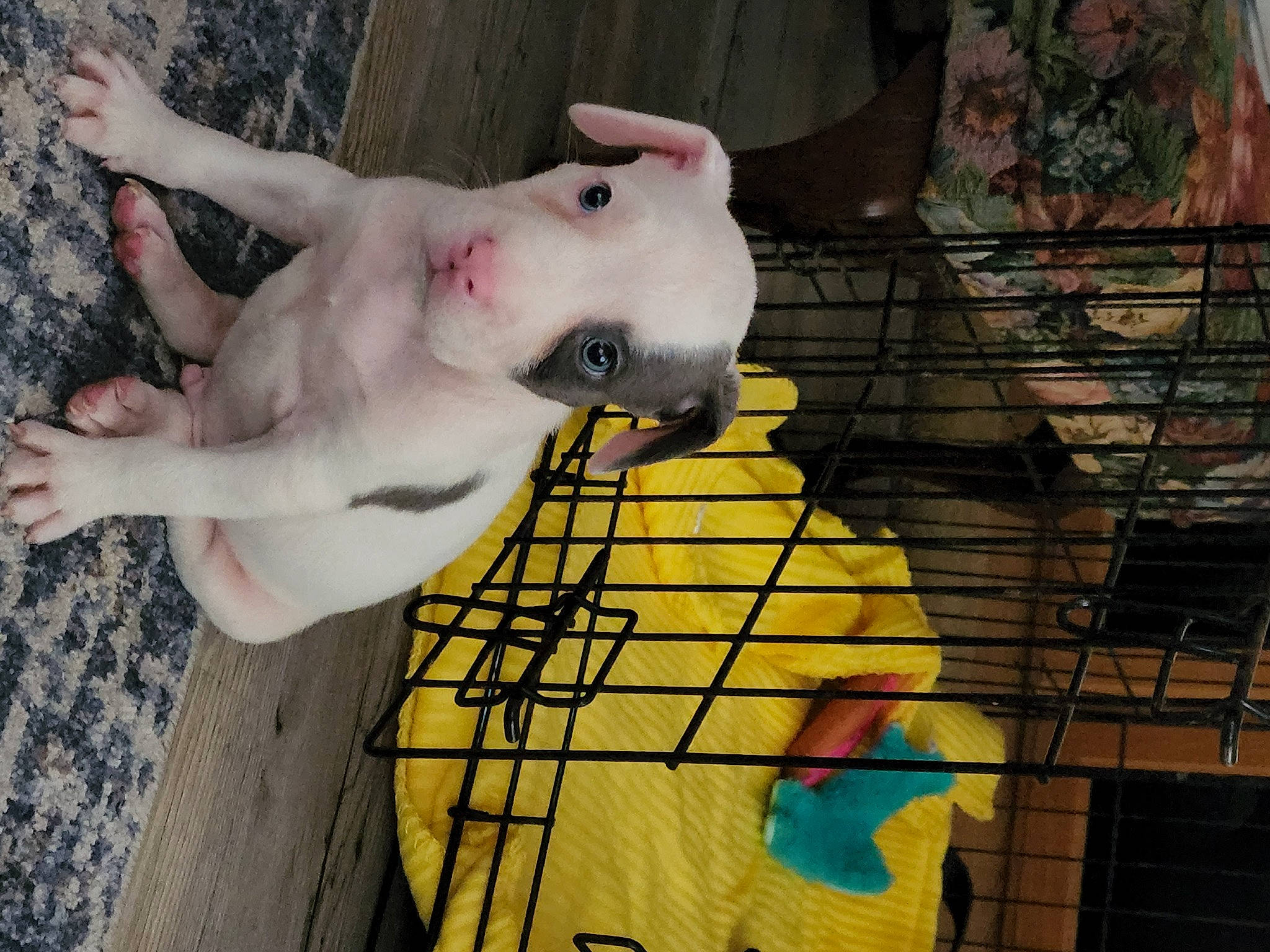 Ceasar joined the competition — help win amazing prizes! art, cage, canidae, carnivore, chest, companion_dog, dog, dog_breed, fawn, flesh, fun, fur, human_body, non_sporting_group, pattern, snout, sporting_group, tail, trunk, visual_arts