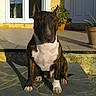 dog, bull_terrier, pet, animal, outdoor, sunlight, shadow, potted_plant, stone_patio, house, door, window, yellow_wall, plant, sitting, fur, ears, white_paws, canine, portrait