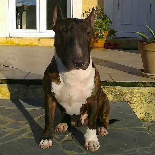 Clyde