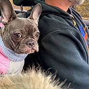 Lux joined the competition — help win amazing prizes! dog, french_bulldog, pet, car, man, beard, hoodie, jacket, seat, headrest, fur, window, outdoor, autumn, portrait, closeup, animal, companion, travel, curious