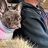 dog, french_bulldog, pet, car, man, beard, hoodie, jacket, seat, headrest, fur, window, outdoor, autumn, portrait, closeup, animal, companion, travel, curious