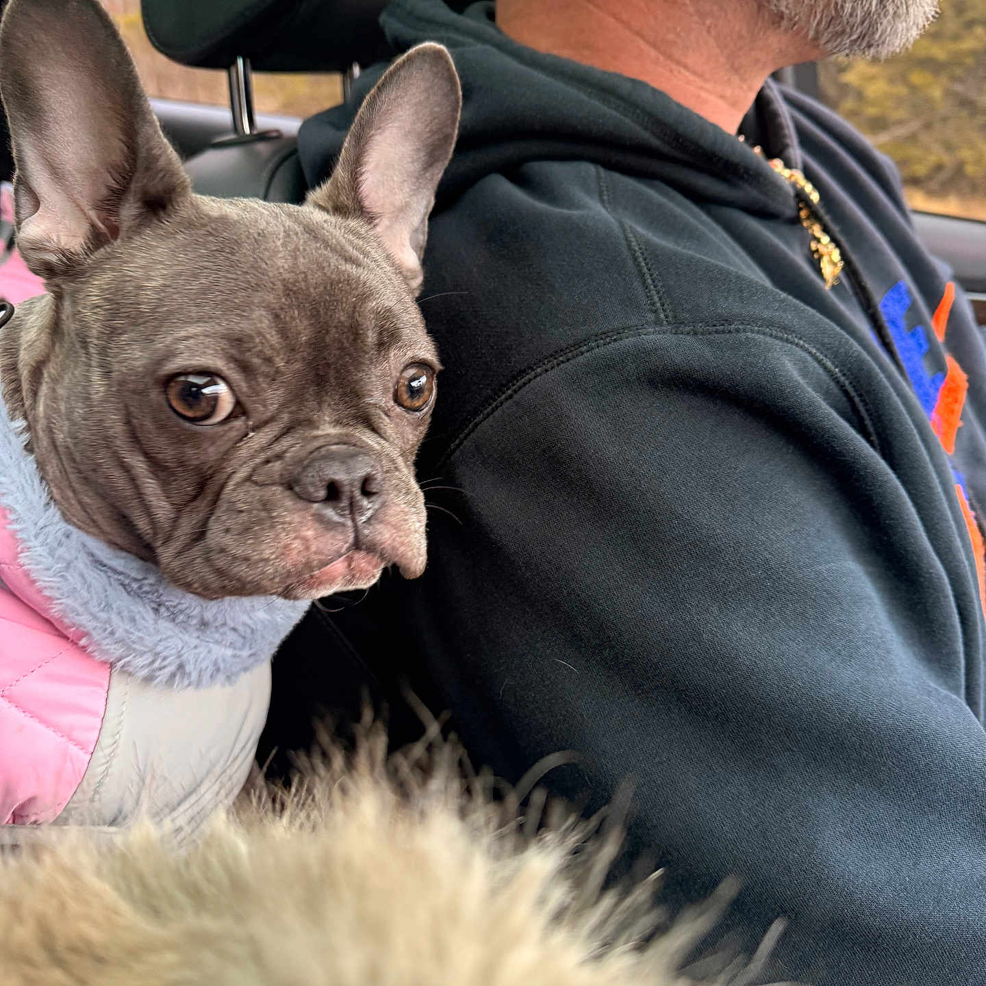 Lux joined the competition — help win amazing prizes! dog, french_bulldog, pet, car, man, beard, hoodie, jacket, seat, headrest, fur, window, outdoor, autumn, portrait, closeup, animal, companion, travel, curious