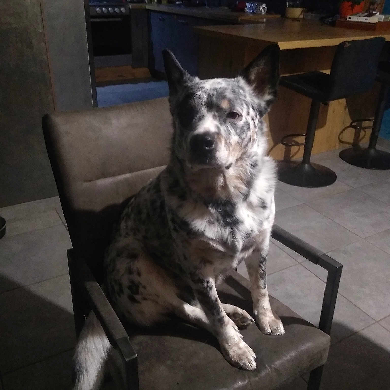 Loki