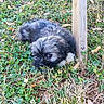 Bouillotte a rejoint le concours — aidez-le/la à gagner de superbes lots ! puppy, dog, grass, outdoor, nature, greenery, wooden_post, cute, young, animal, fur, small, leaf, plant, pet, curious, closeup, ground, daylight, adorable