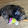 Bouillotte participe au concours pour gagner de l'argent avec cette photo : puppy, dog, tennis_ball, wooden_floor, pet, fluffy, cute, playful, animal, small_dog, fur, paw, toy, indoor, laying_down, closeup, adorable, young_dog, brown_fur, black_fur