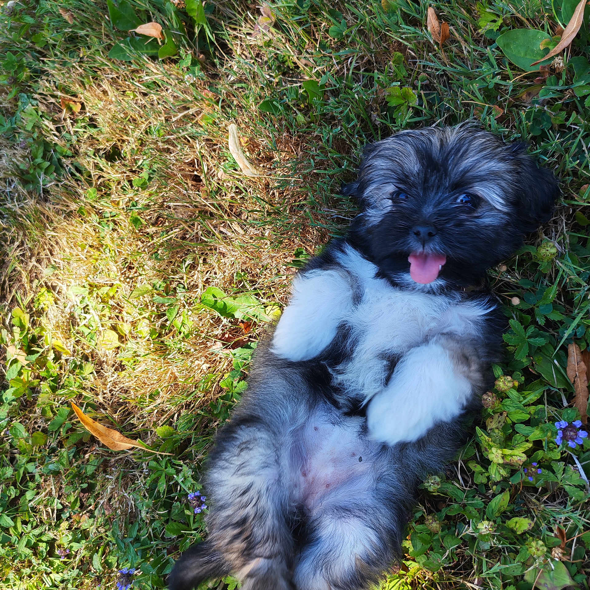 Bouillotte participe au concours pour gagner de l'argent avec cette photo : puppy, dog, grass, outdoor, tongue_out, playful, cute, fur, pet, nature, lying_down, greenery, leaf, flower, summer, closeup, adorable, animal, young, happy