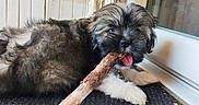 Bouillotte a rejoint le concours — aidez-le/la à gagner de superbes lots ! puppy, dog, stick, indoor, black_mat, door, fur, tongue_out, pet, animal, cute, playful, canine, resting, white_paws, brown_fur, black_fur, closeup, home, chewing