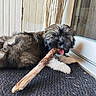 puppy, dog, stick, indoor, black_mat, door, fur, tongue_out, pet, animal, cute, playful, canine, resting, white_paws, brown_fur, black_fur, closeup, home, chewing