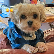 Mio joined the competition — help win amazing prizes! adorable, animal, clothing, couch, cozy, cute, desk, dog, eyes, furry, hoodie, indoor, leather, looking, office, papers, pet, puppy, sitting, small_dog