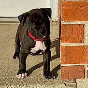 Mickey is registered to the contest to win money with this photo: puppy, dog, black_dog, red_collar, concrete, step, brick_wall, outdoor, sunlight, young_dog, pet, animal, curious, sidewalk, door, shadow, small_dog, adorable, cute, domestic_animal