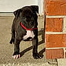 puppy, dog, black_dog, red_collar, concrete, step, brick_wall, outdoor, sunlight, young_dog, pet, animal, curious, sidewalk, door, shadow, small_dog, adorable, cute, domestic_animal