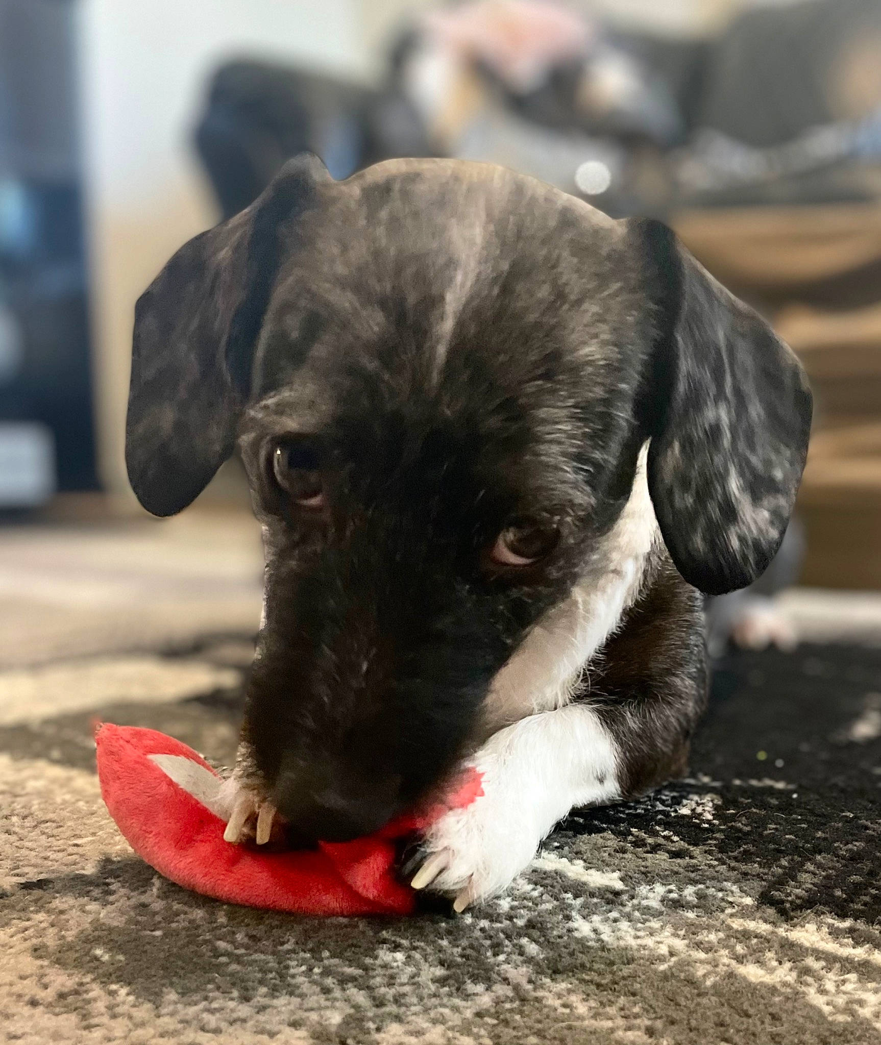 Rudy is registered to the contest to win money with this photo: borador, canidae, carmine, carnivore, claw, collar, companion_dog, dog, dog_breed, dog_collar, fawn, fur, guard_dog, non_sporting_group, paw, sporting_group, street_dog, terrestrial_animal, whiskers, working_animal