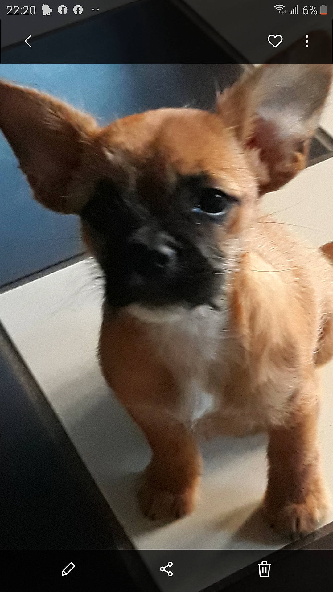 Noisette a rejoint le concours — aidez-le/la à gagner de superbes lots ! ancient_dog_breeds, beige, brown, canidae, carnivore, chihuahua, companion_dog, dog, dog_breed, fawn, foot, liver, non_sporting_group, puppy, snout, toy_dog, vertebrate, whiskers, working_animal, working_dog