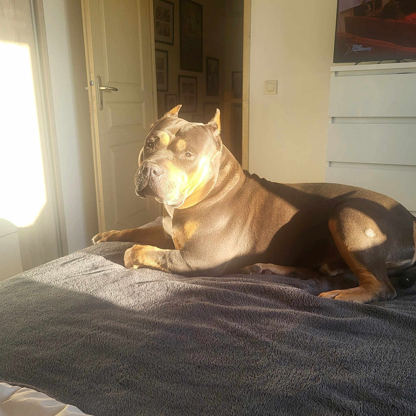 Lettho a rejoint le concours — aidez-le/la à gagner de superbes lots ! animal, bed, bedroom, blanket, bulldog, cabinet, canine, dog, door, frenchbulldog, furniture, homedecor, indoors, interiordesign, linen, pet, pitbull, puppy, quilt, room