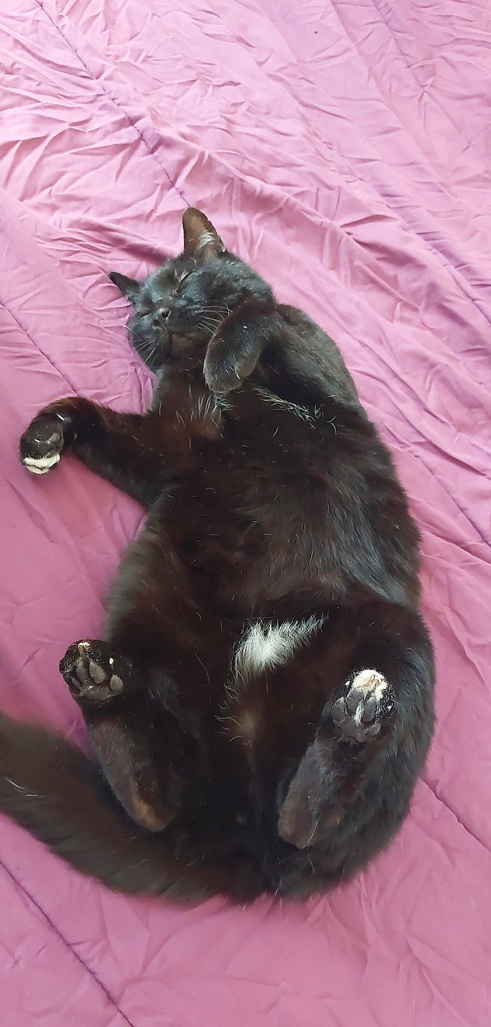 Contrôle Z participe au concours pour gagner de l'argent avec cette photo : black_cat, bombay, carnivore, cat, claw, comfort, dog_breed, domestic_short_haired_cat, felidae, fur, paw, small_to_medium_sized_cats, tail, terrestrial_animal, whiskers