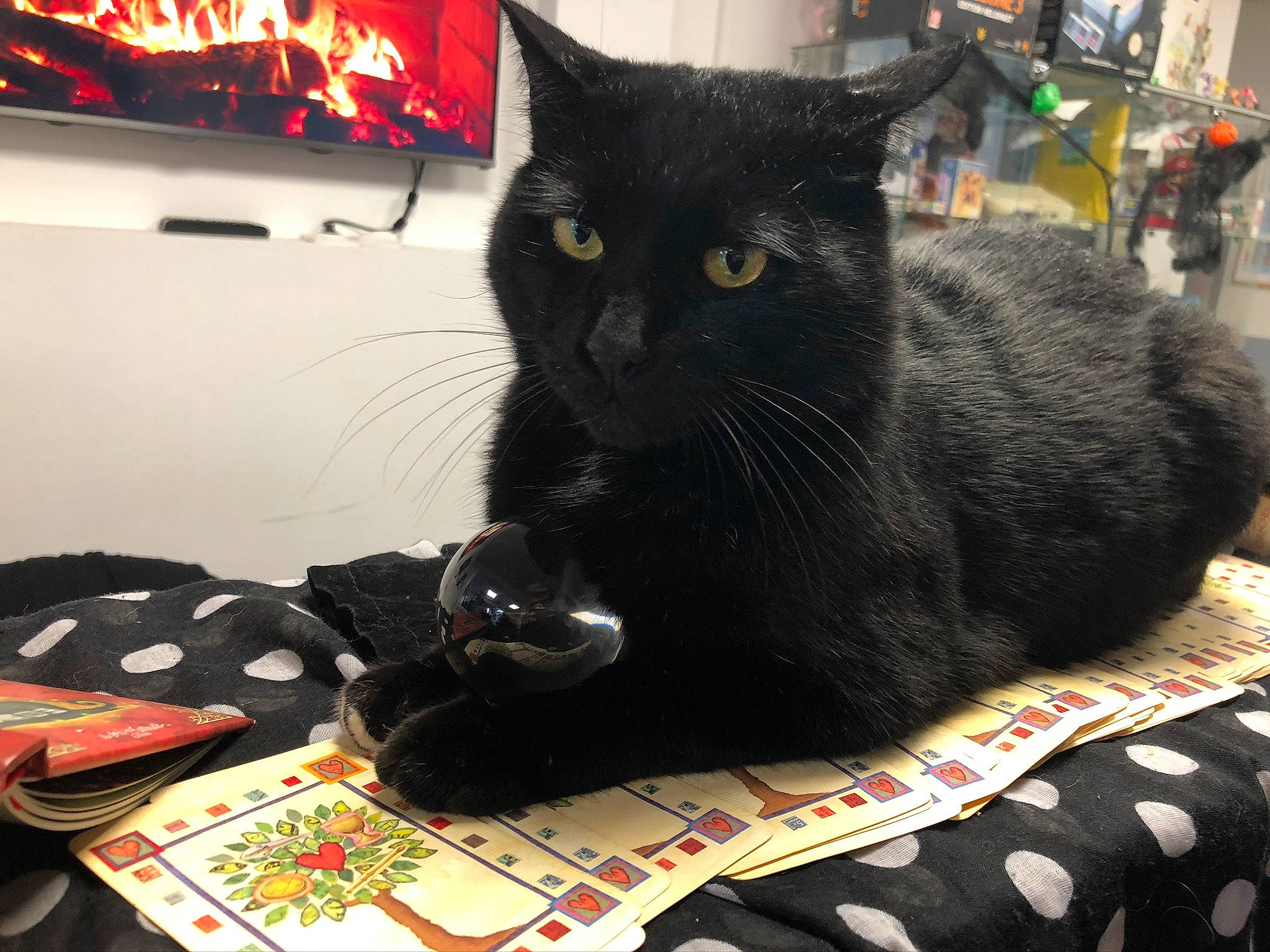 Contrôle Z a rejoint le concours — aidez-le/la à gagner de superbes lots ! bag, black_cat, bombay, carnivore, cat, cat_supply, claw, comfort, domestic_short_haired_cat, felidae, fur, linens, pattern, paw, pet_supply, room, small_to_medium_sized_cats, snout, tail, whiskers