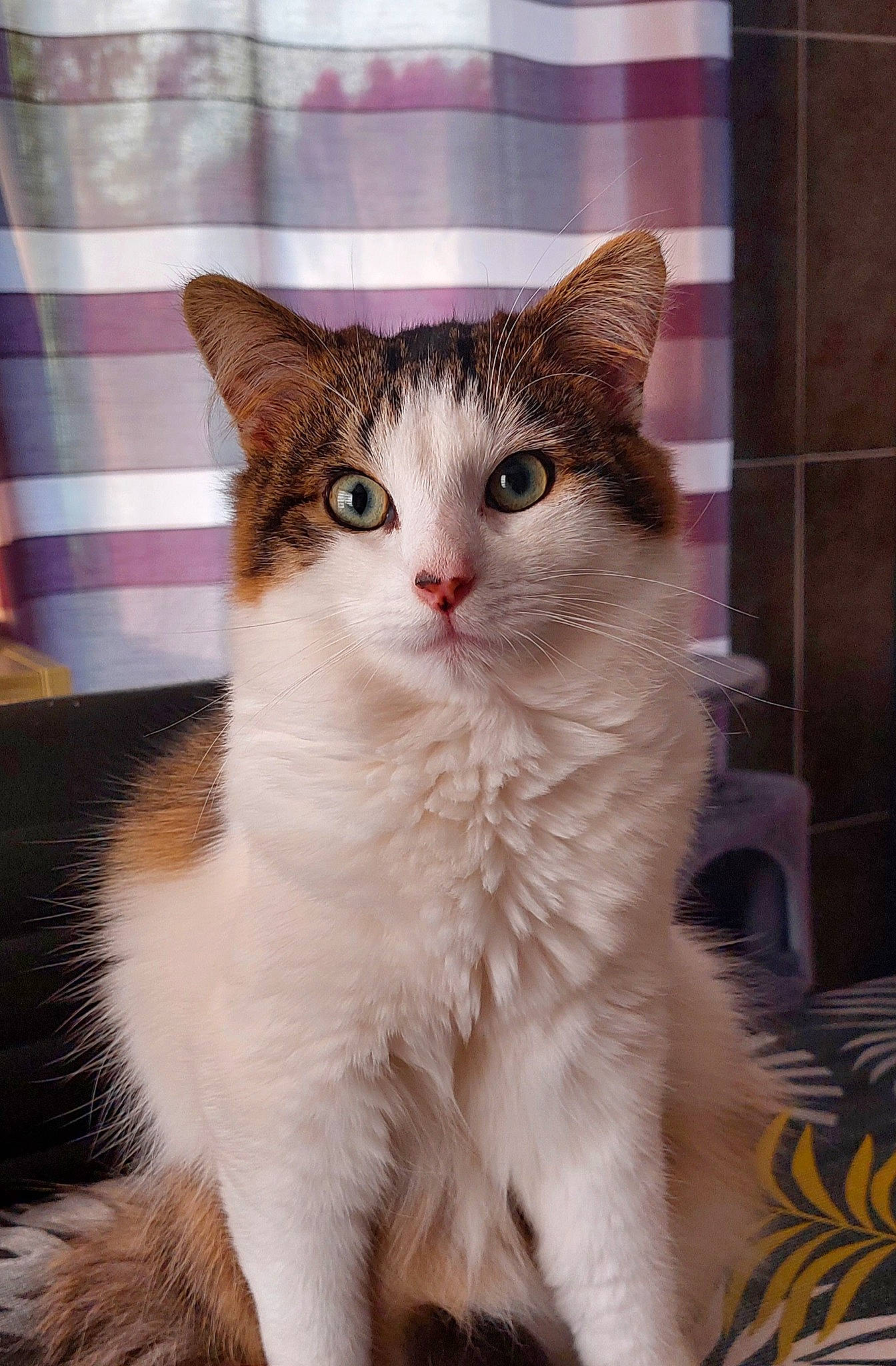 Tigrou a rejoint le concours — aidez-le/la à gagner de superbes lots ! carnivore, cat, claw, comfort, domestic_short_haired_cat, eye, fawn, felidae, fur, paw, small_to_medium_sized_cats, tail, whiskers, window