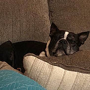 Gus joined the competition — help win amazing prizes! dog, black_and_white, couch, pillow, zipper, resting, sleepy, indoor, cozy, fabric, texture, pet, animal, relaxed, fur, ears, face, snout, comfort, home
