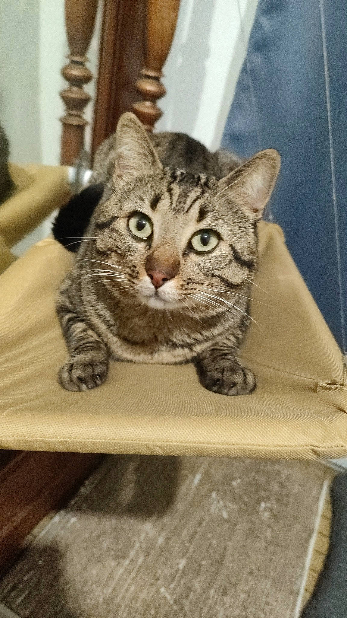 Rocket a rejoint le concours — aidez-le/la à gagner de superbes lots ! carnivore, cat, domestic_short_haired_cat, door, felidae, fur, hardwood, sitting, small_to_medium_sized_cats, snout, table, whiskers, window, wood