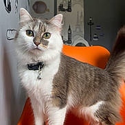 Neige a rejoint le concours — aidez-le/la à gagner de superbes lots ! cat, fluffy_cat, orange_chair, indoor, wall_art, eiffel_tower, big_ben, collar, bell, fur, curious, pet, animal, domestic_cat, four_legs, whiskers, green_eyes, standing, background, decor