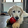 animal, ball, blurred_background, closeup, curtain, cute, dog, ears, floor, golden_retriever, indoor, laying_down, nose, paw, pet, playing, puppy, tile, toy, window