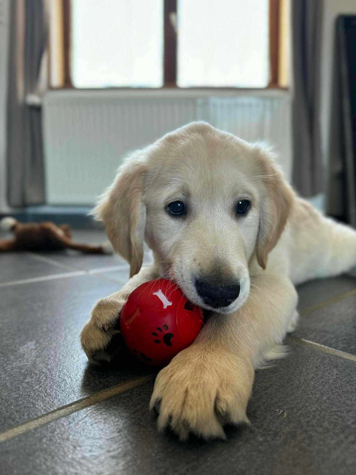 Ace participe au concours pour gagner de l'argent avec cette photo : animal, ball, blurred_background, closeup, curtain, cute, dog, ears, floor, golden_retriever, indoor, laying_down, nose, paw, pet, playing, puppy, tile, toy, window