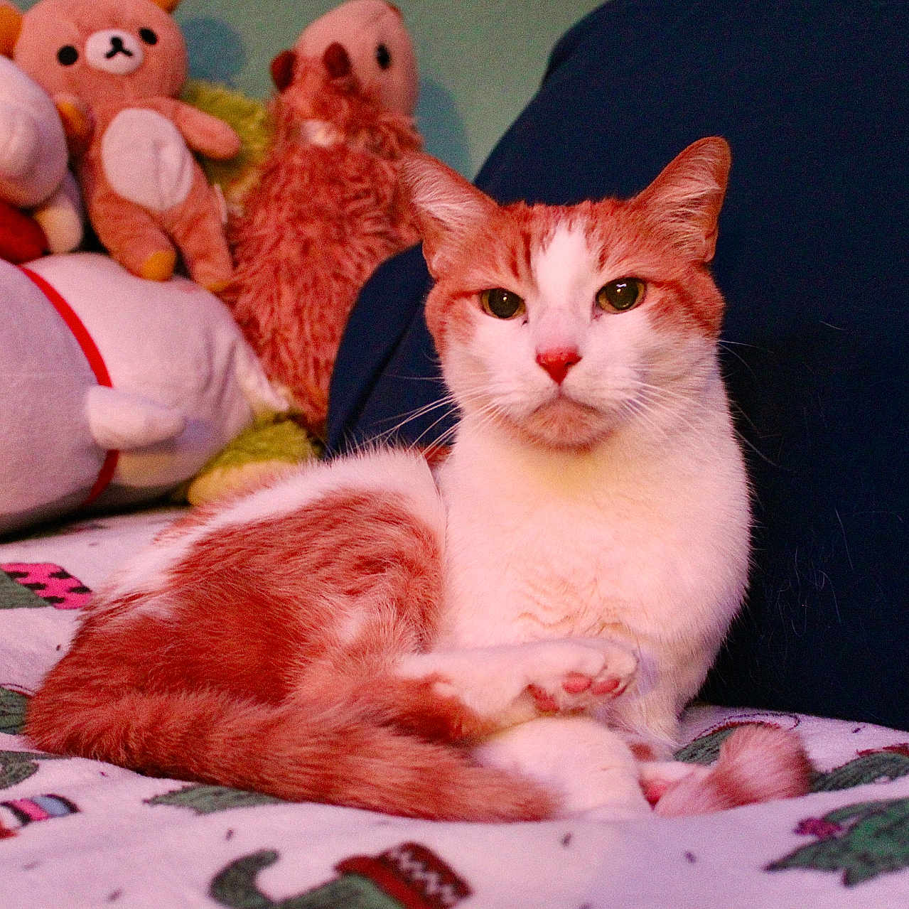 Wilson joined the competition — help win amazing prizes! abyssinian, angora, animal, applique, bed, blanket, cat, couch, cushion, doll, furniture, homedecor, kitten, manx, pet, plush, quilt, siamese, teddybear, toy