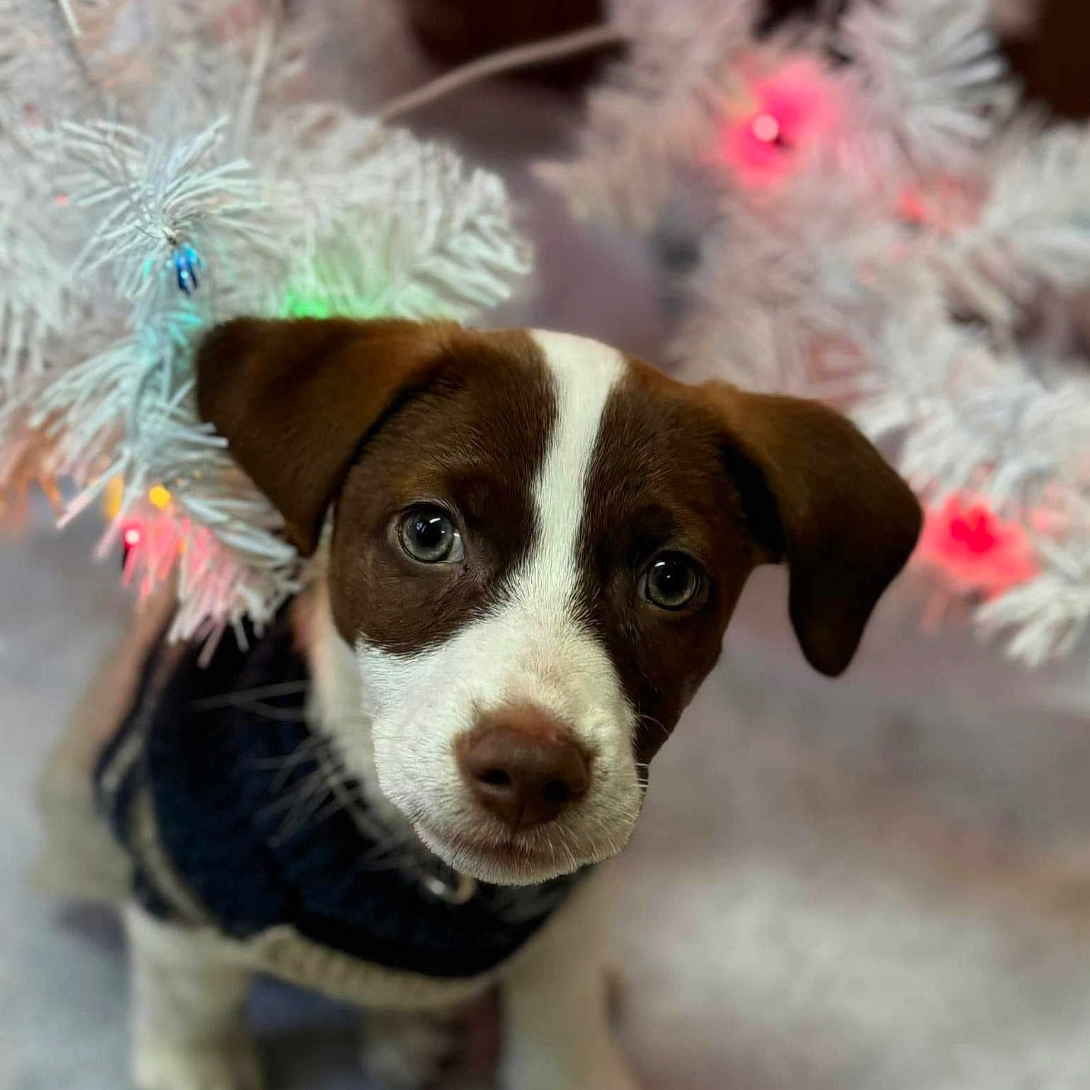 Nina Gomez is registered to the contest to win money with this photo: adorable, animal, christmas_tree, close_up, colorful_lights, cute, decorations, dog, ears, eyes, festive, fur, holiday, indoors, nose, pet, puppy, sweater, white_tree, winter