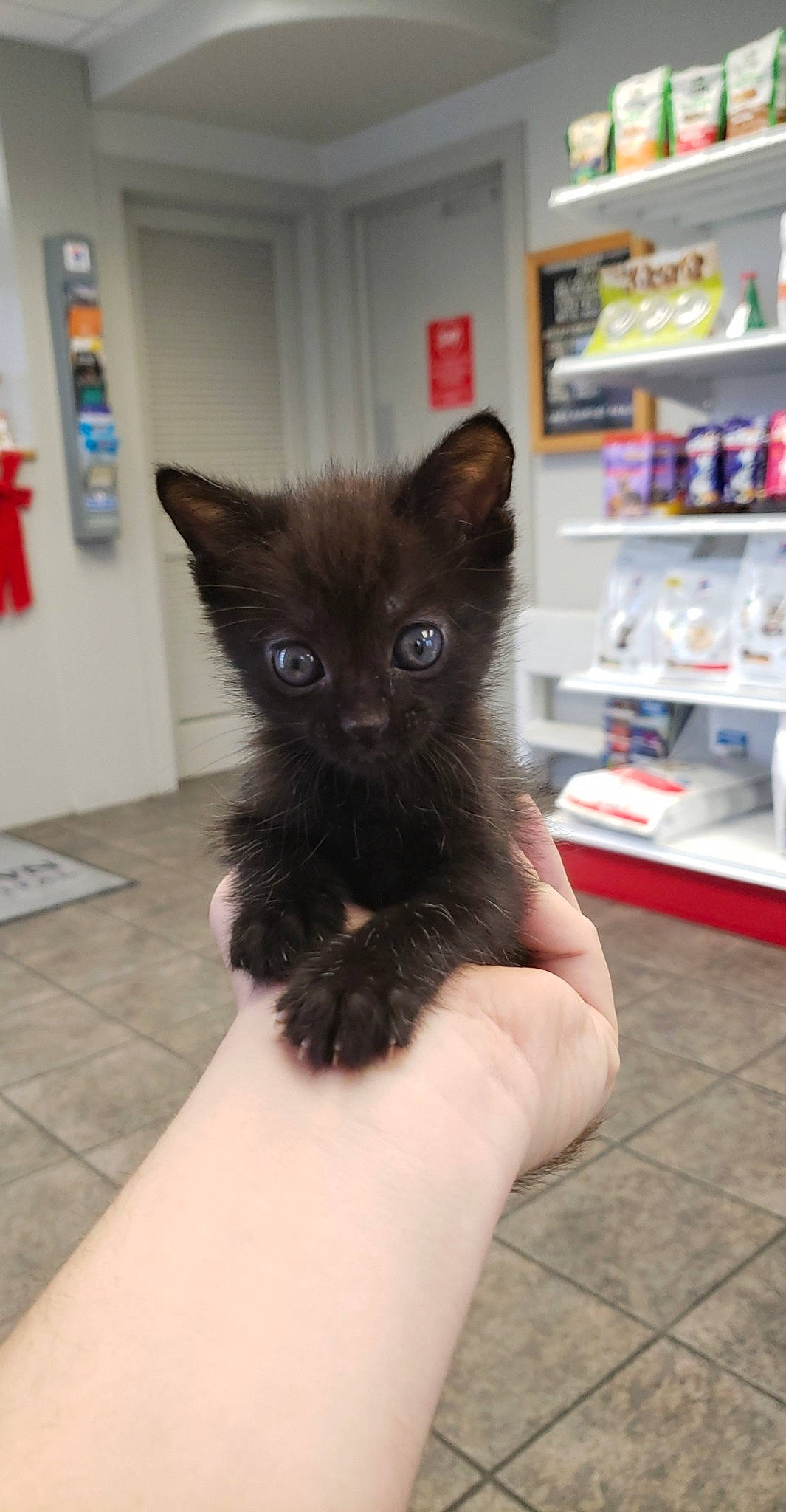 Baphomet is registered to the contest to win money with this photo: asian, black_cat, bombay, carnivore, cat, dog_breed, domestic_long_haired_cat, domestic_short_haired_cat, fawn, felidae, iris, kitten, maine_coon, mammal, norwegian_forest_cat, persian, polydactyl_cat, small_to_medium_sized_cats, vertebrate, whiskers