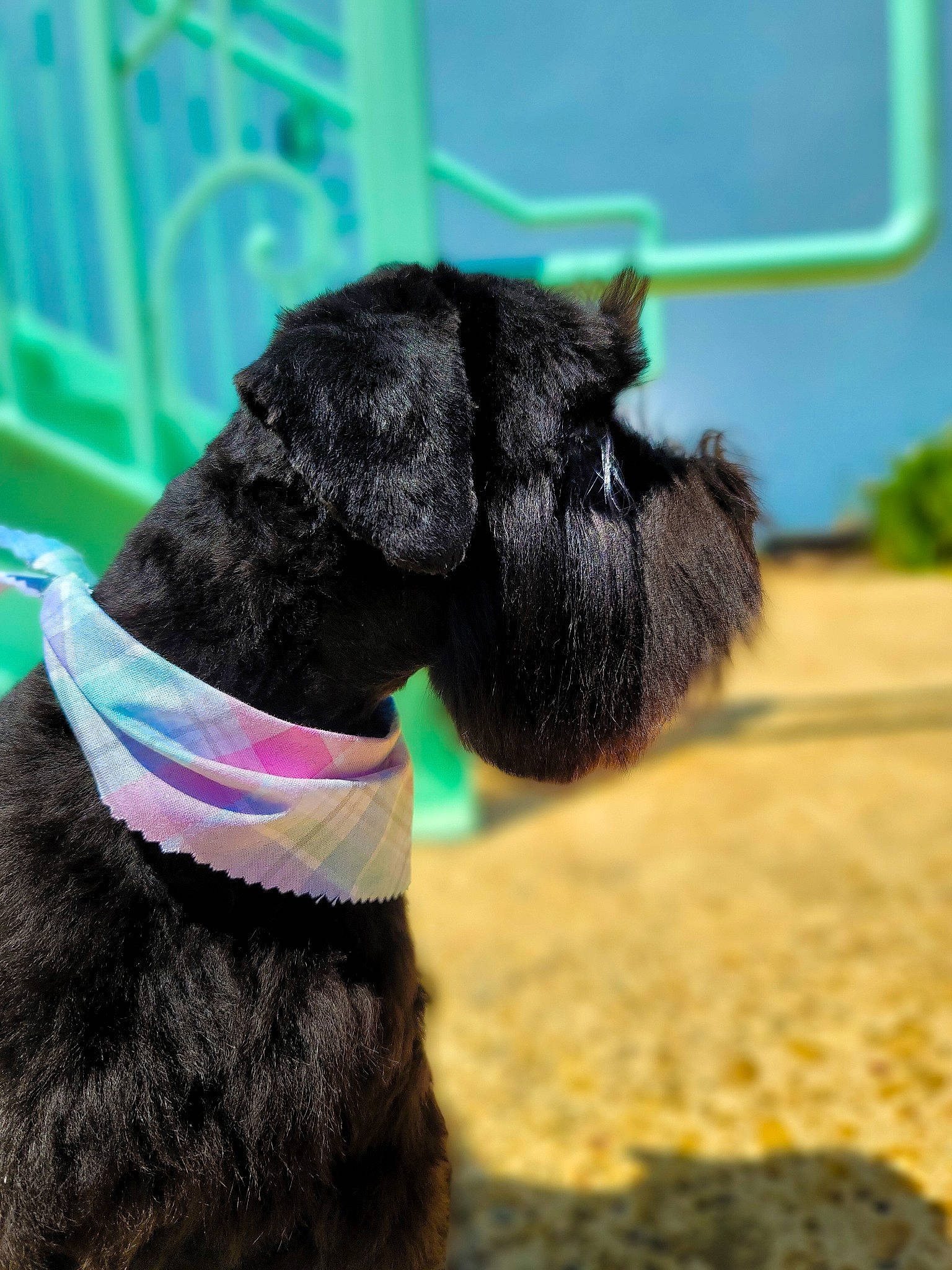 Ridley Roo joined the competition — help win amazing prizes! carnivore, collar, companion_dog, dog, dog_breed, dog_collar, dog_supply, fawn, grass, liver, livestock, mammal, pet_supply, snout, sporting_group, tail, terrestrial_animal, vertebrate, water_dog, working_animal