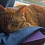 blue_fabric, cat, closeup, cozy, domestic_animal, feline, fur, ginger_cat, indoor, nap, pet, purple_foam, quiet, relaxation, resting, sleeping, sunlight, whiskers, window, wooden_surface