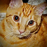 Leroy Brown is registered to the contest to win money with this photo: cat, orange_tabby, close_up, pet, animal, feline, whiskers, ears, eyes, face, fur, striped, domestic_cat, indoor, curious, cute, portrait, lying_down, soft_light, carpet