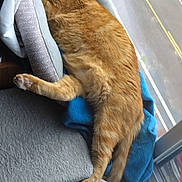 Leroy Brown joined the competition — help win amazing prizes! animal, bed, blanket, cat, comfort, cozy, domestic, feline, fur, houseplant, indoor, orange_tabby, paw, pet, relaxing, resting, sleeping, soft, sunlight, window