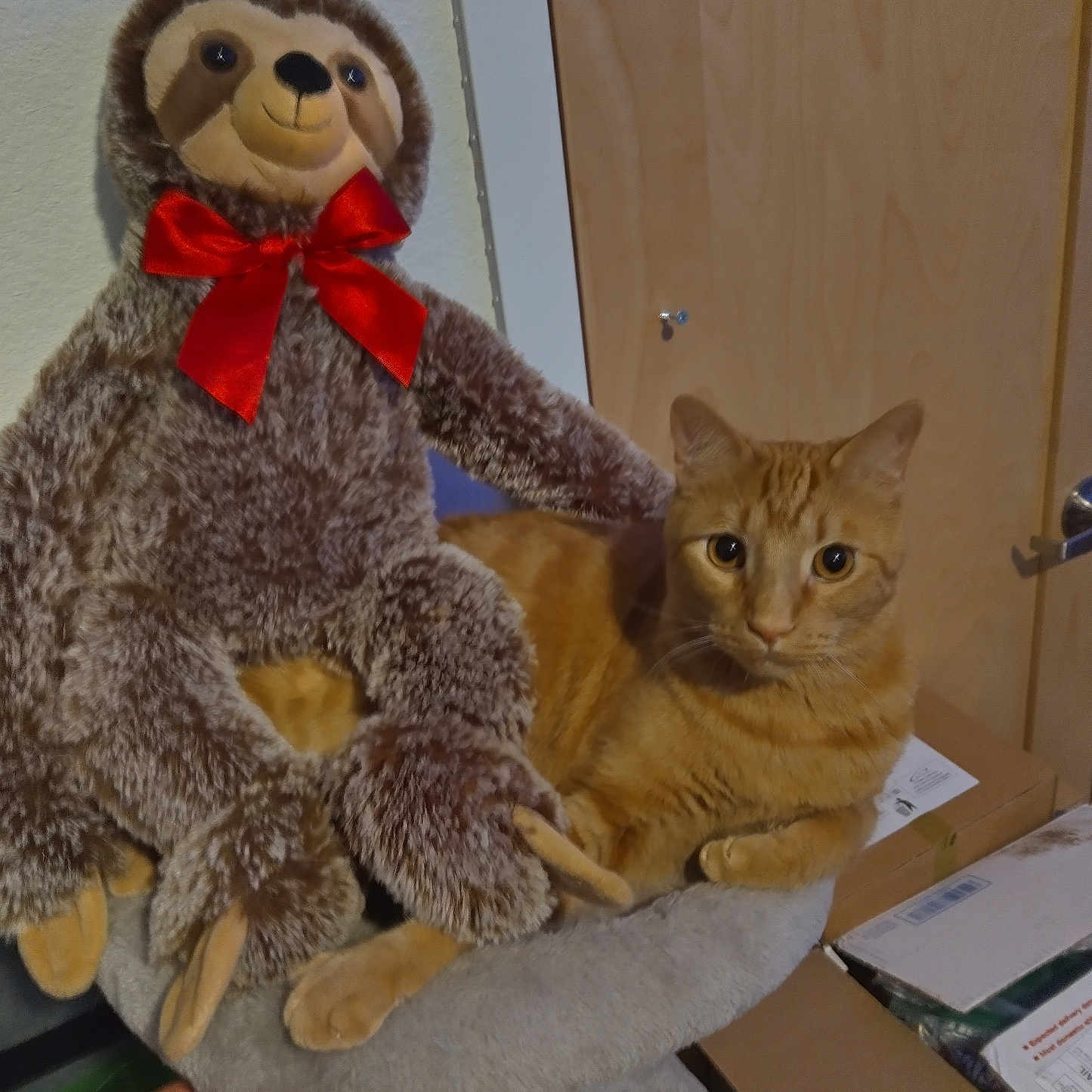 Leroy Lucifer Brown is registered to the contest to win money with this photo: animal, bow, box, cat, cat_tree, cute, door, ears, furniture, indoor, orange_cat, paw, pet, plush_toy, red_bow, relaxing, sloth, stuffed_animal, tabby, whiskers