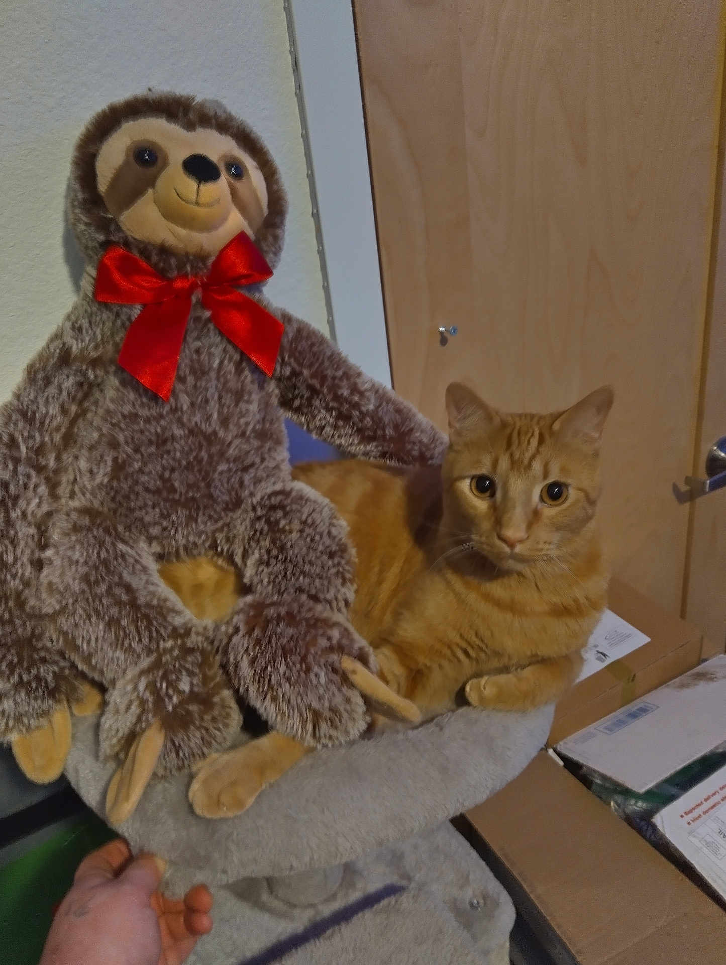 Leroy Lucifer Brown is registered to the contest to win money with this photo: cat, plush_toy, sloth, orange_cat, cat_tree, indoor, furniture, relaxing, pet, stuffed_animal, bow, red_bow, cute, animal, tabby, whiskers, ears, paw, box, door