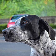 Chipie a rejoint le concours — aidez-le/la à gagner de superbes lots ! animal, black_and_white, canine, close_up, daylight, dog, ears, fur, green_background, muzzle, nature, outdoor, pet, portrait, red_car, side_profile, snout, speckled, street, watchful