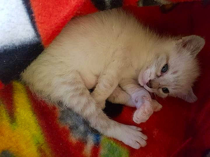 Crystal participe au concours pour gagner de l'argent avec cette photo : carnivore, cat, claw, comfort, domestic_short_haired_cat, fawn, felidae, fur, nap, pattern, paw, small_to_medium_sized_cats, tail, terrestrial_animal, whiskers