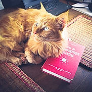 Pablo participe au concours pour gagner de l'argent avec cette photo : cat, orange_cat, fluffy_fur, book, red_book, laptop, table, wooden_table, placemat, woven_placemat, indoor, pet, domestic_animal, relaxing, studying, cozy, bright_eyes, fur, close_up, resting
