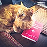 cat, orange_cat, fluffy_fur, book, red_book, laptop, table, wooden_table, placemat, woven_placemat, indoor, pet, domestic_animal, relaxing, studying, cozy, bright_eyes, fur, close_up, resting