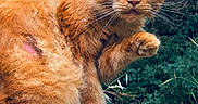 Pablo a rejoint le concours — aidez-le/la à gagner de superbes lots ! cat, orange_cat, fluffy, animal, outdoor, forest, rock, moss, paw, whiskers, green_eyes, nature, wildlife, curious, fur, pet, mammal, closeup, alert, portrait